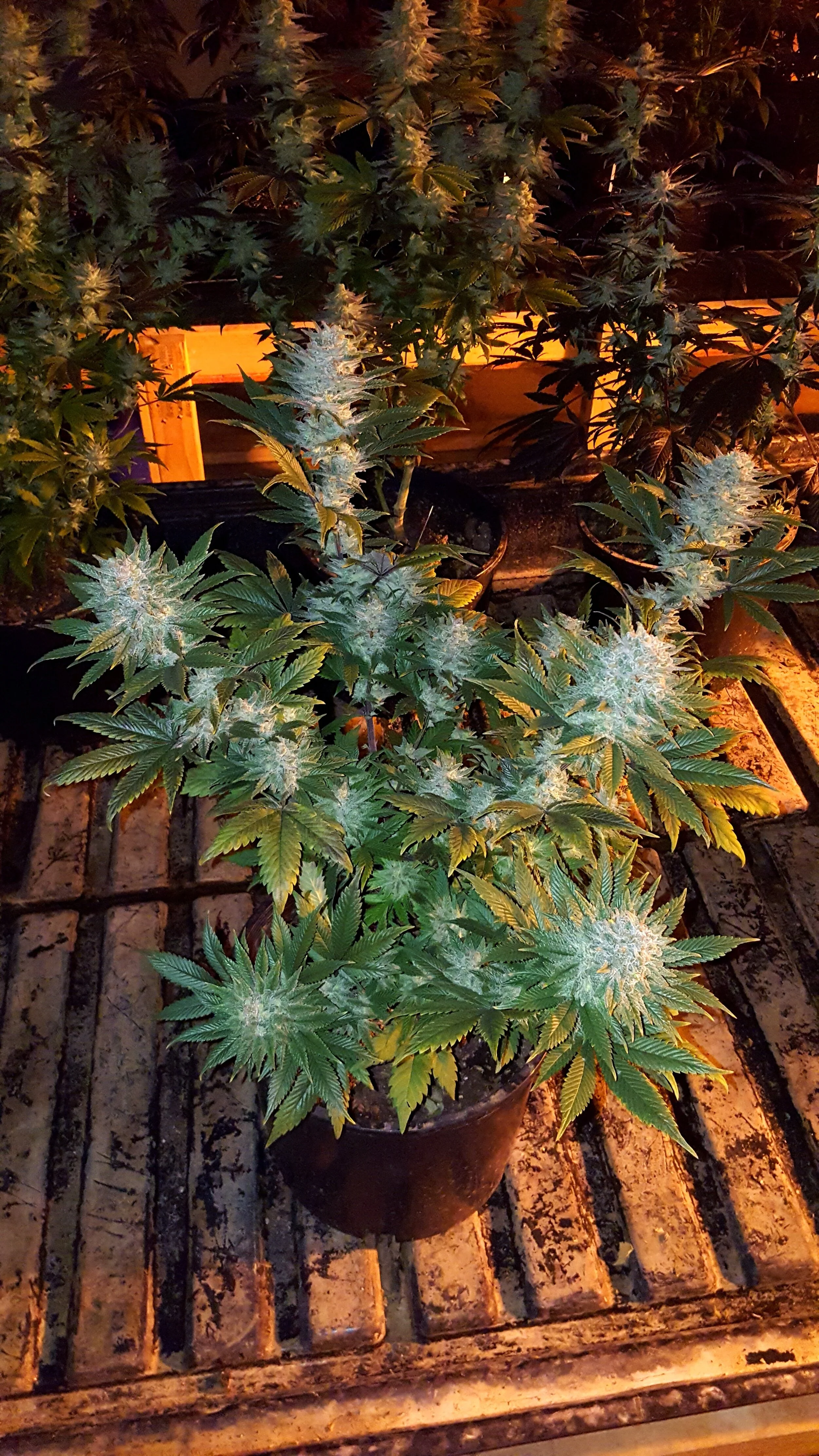 Trainwreck | Explore Our Unique Strains — DeadPanHead Seeds